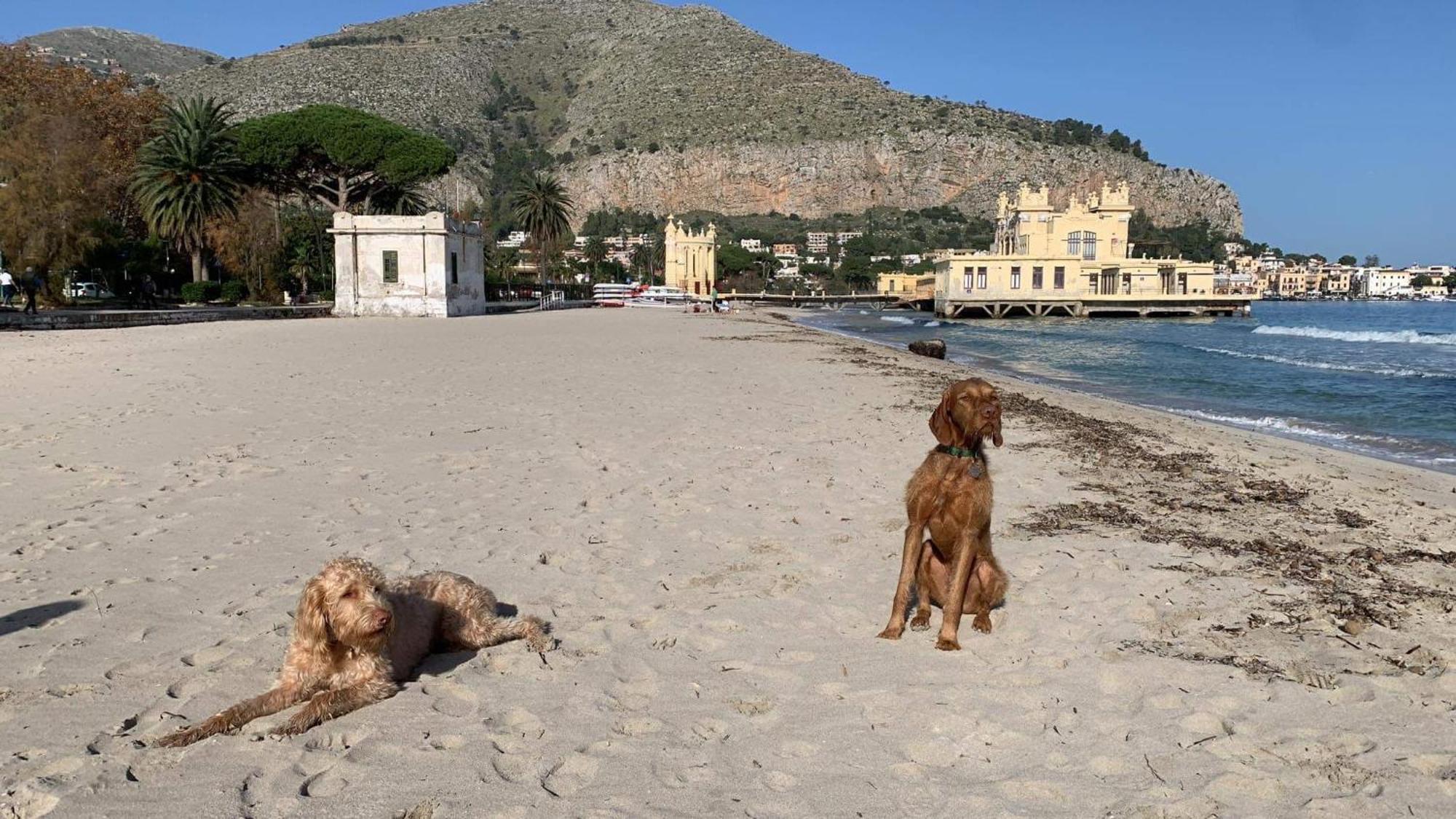 Due Cani Apartment Palermo Dış mekan fotoğraf